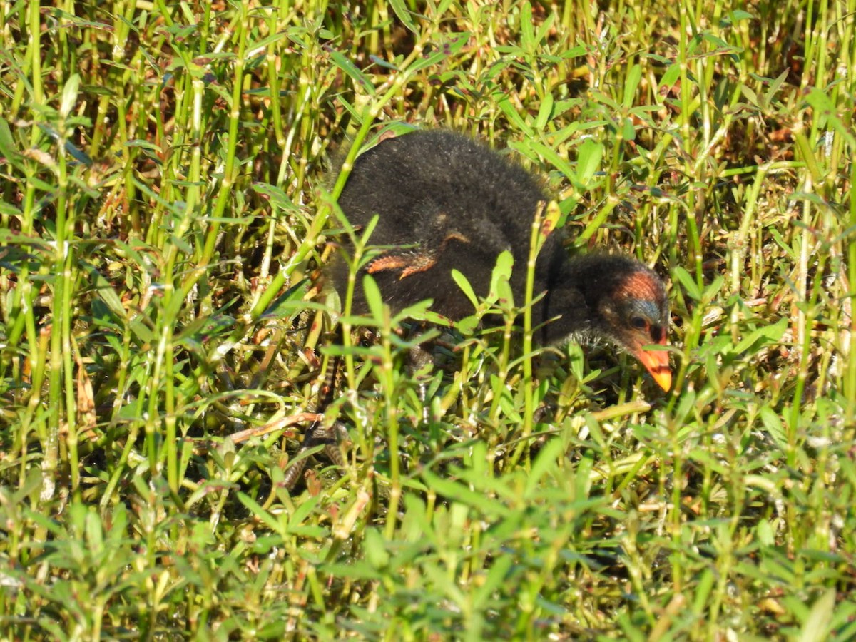 Common Gallinule - Denise Rychlik