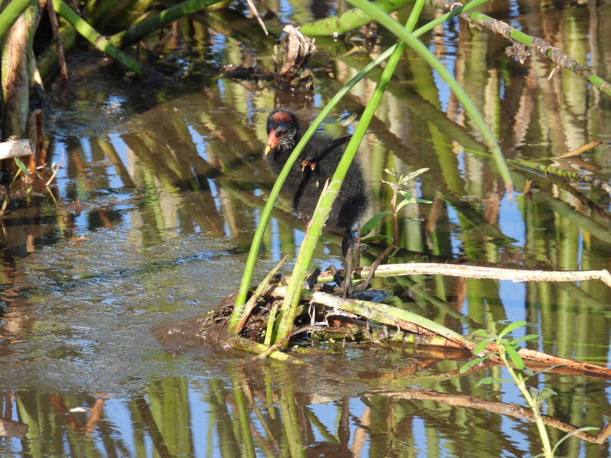 Common Gallinule - Denise Rychlik