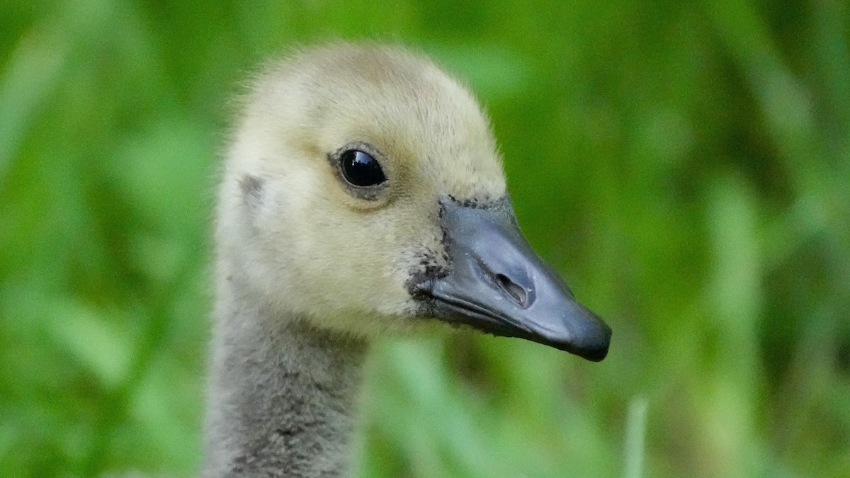 Canada Goose - Sunil Thirkannad