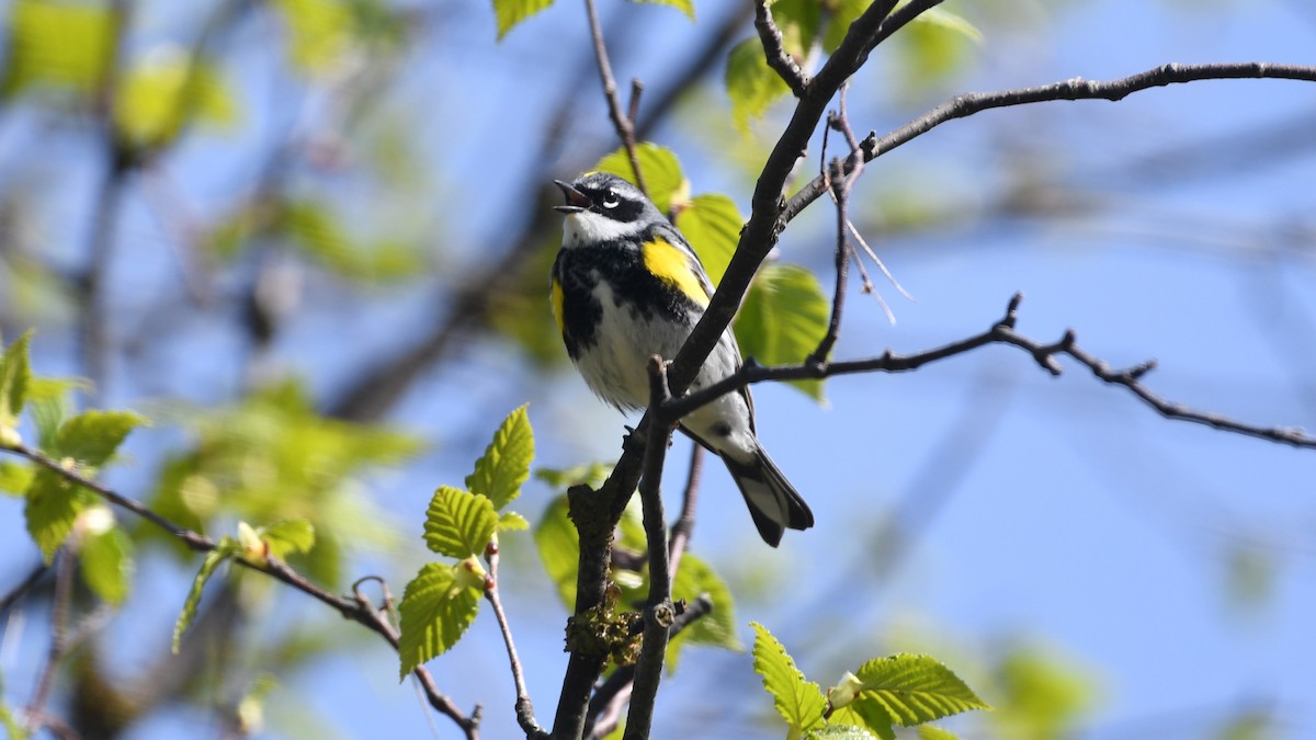 Yellow-rumped Warbler - Marc Poirier