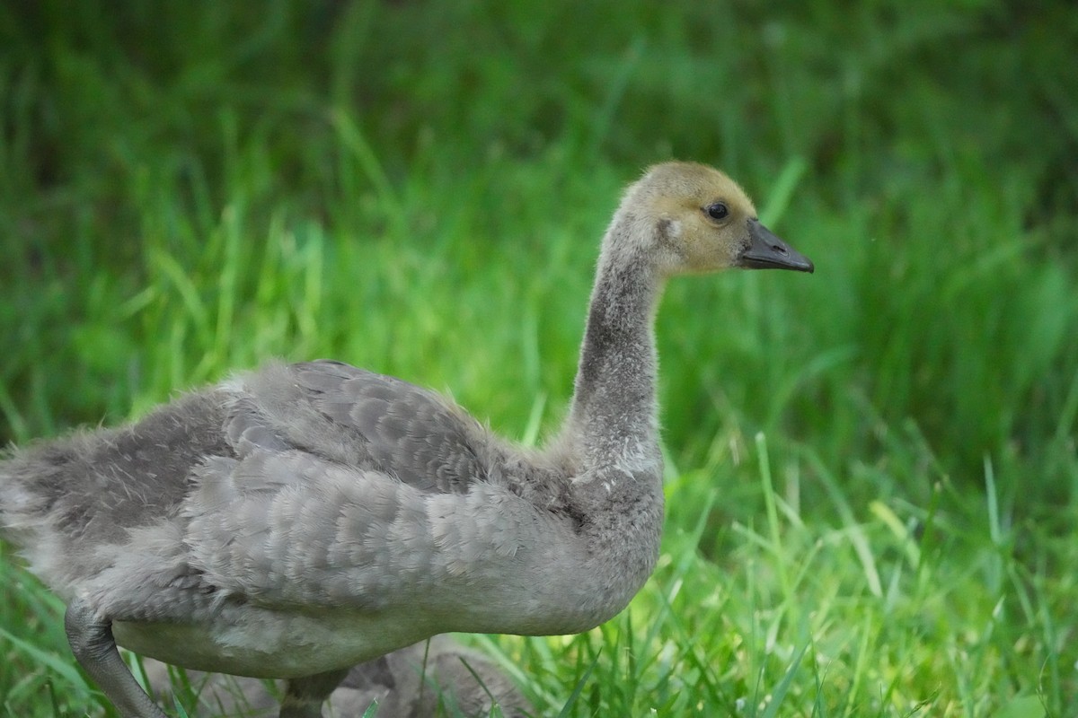 Canada Goose - Sunil Thirkannad