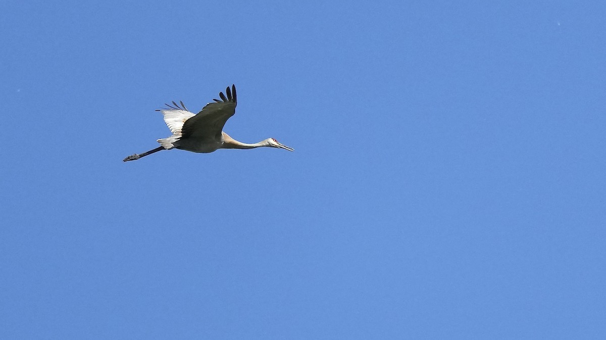 Sandhill Crane - Sunil Thirkannad