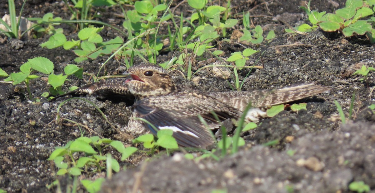 Common Nighthawk - Gael Silverblatt