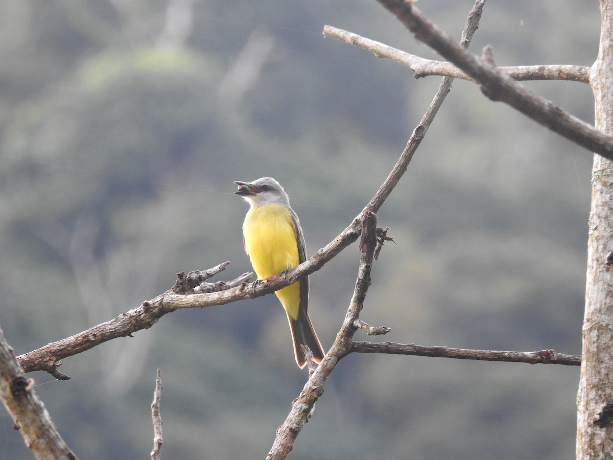 Tropical Kingbird - Paula Peña-Amaya