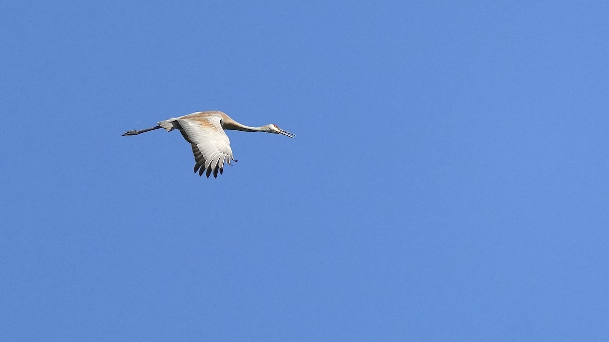 Sandhill Crane - Sunil Thirkannad