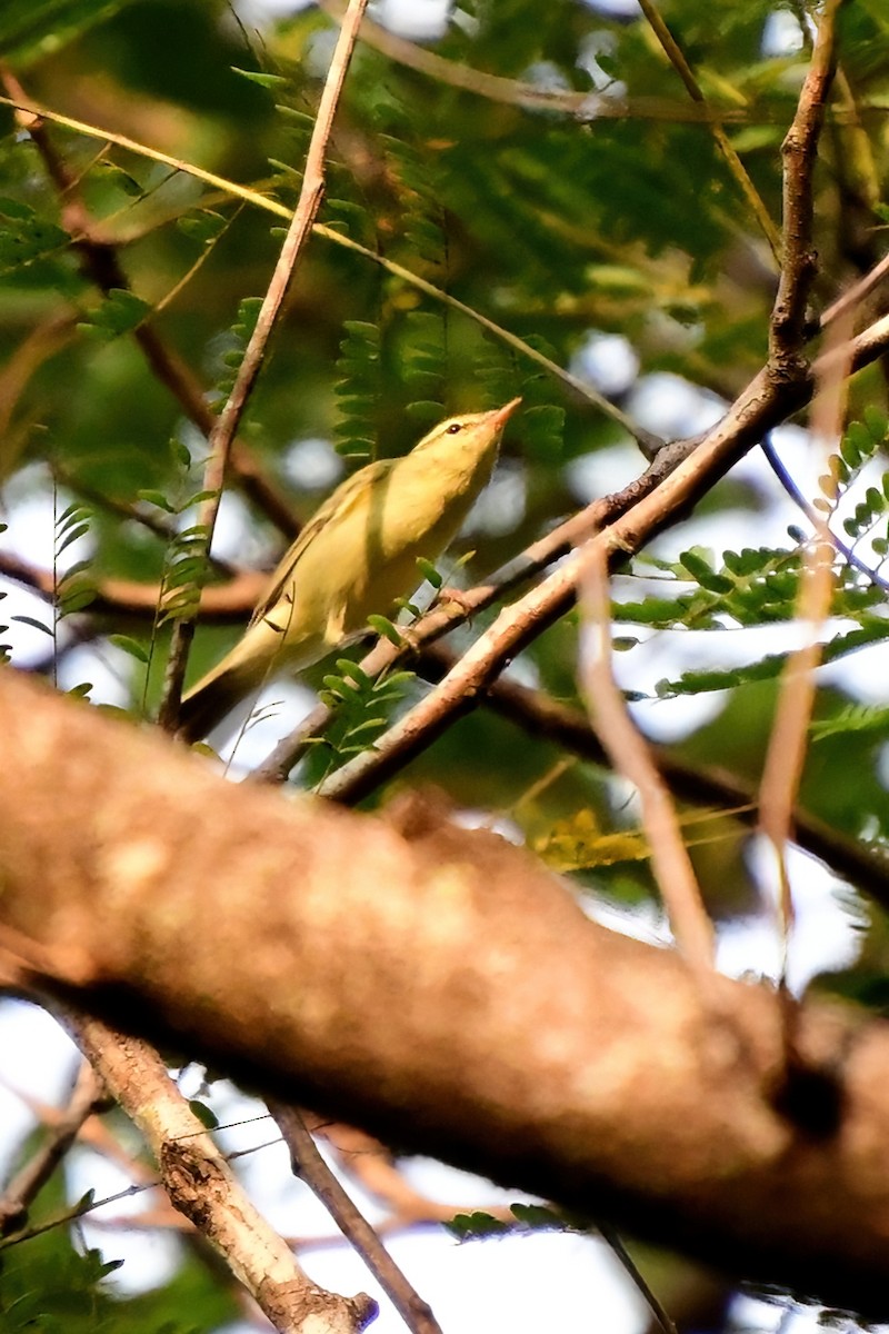 Green Warbler - Eileen Gibney