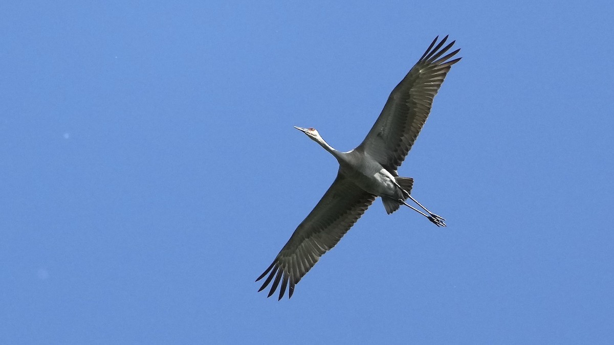 Sandhill Crane - Sunil Thirkannad