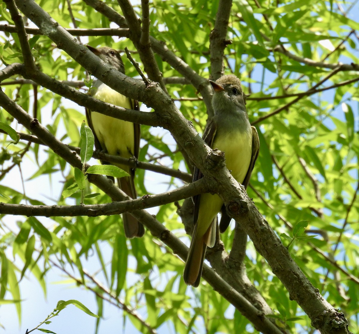 Great Crested Flycatcher - Tracy Wiczer