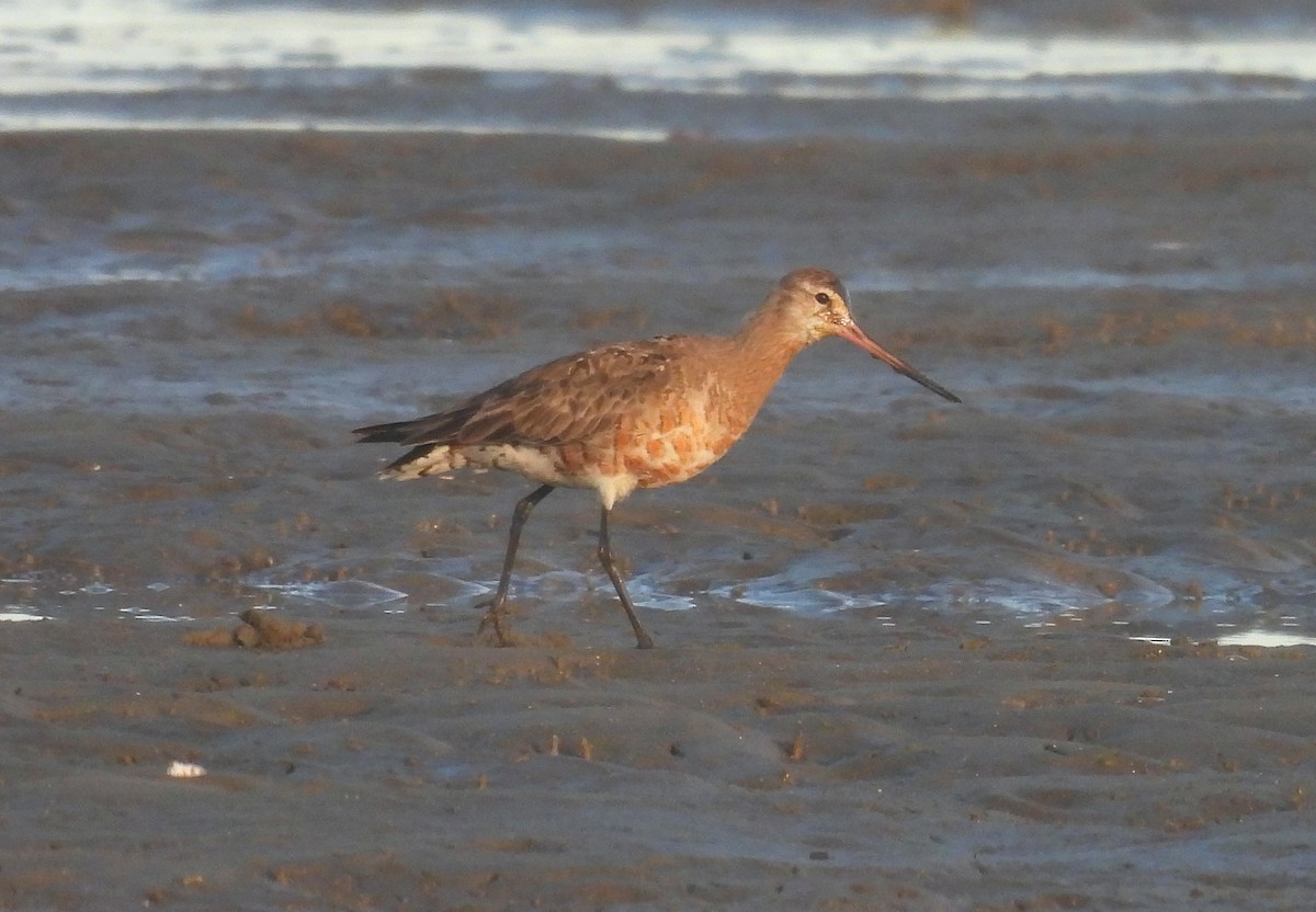 Hudsonian Godwit - Michael Wu