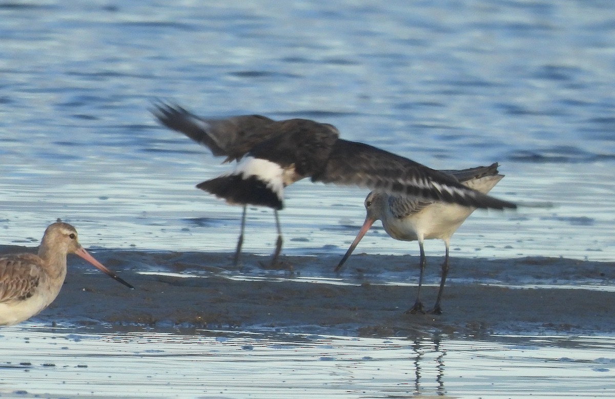 Hudsonian Godwit - Michael Wu