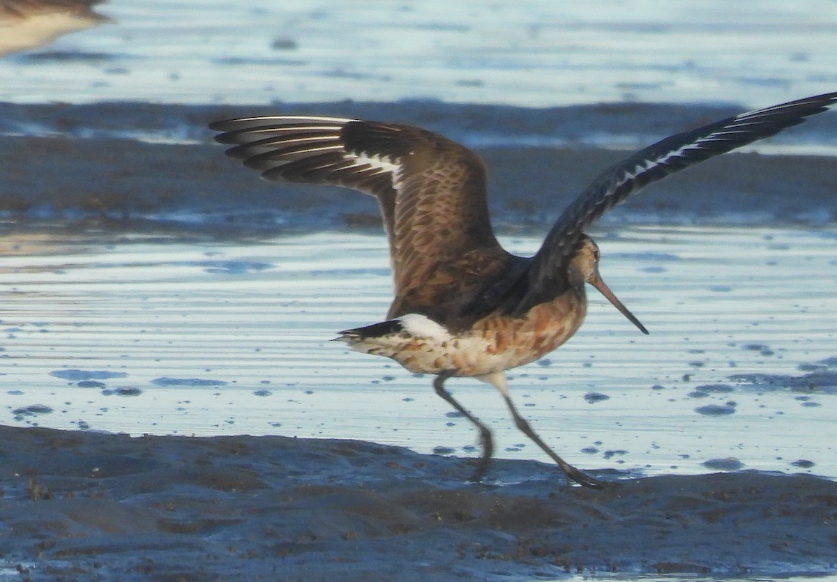 Hudsonian Godwit - Michael Wu