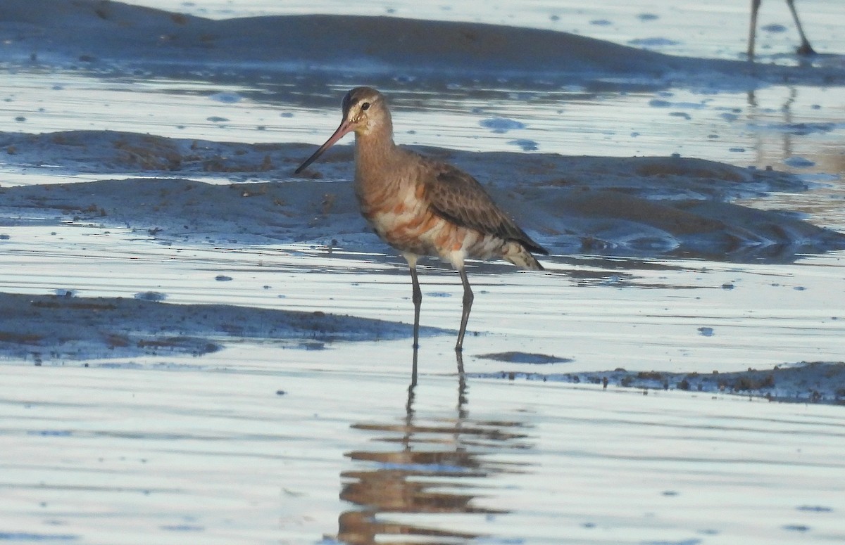 Hudsonian Godwit - Michael Wu