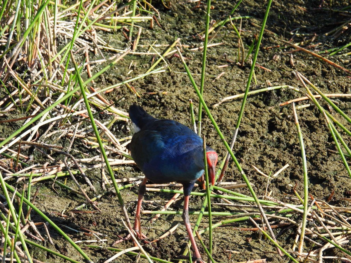 Purple Gallinule - Denise Rychlik