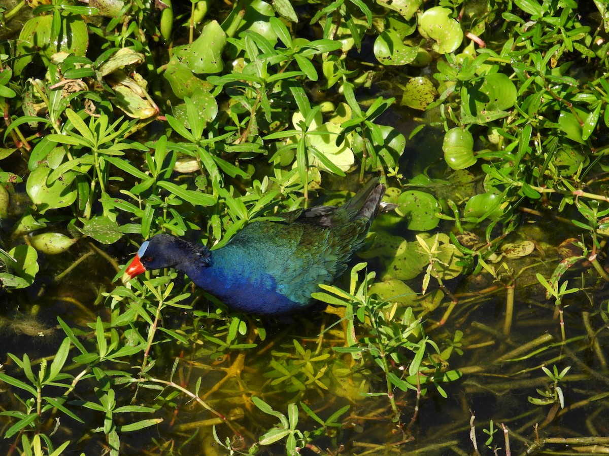 Purple Gallinule - Denise Rychlik