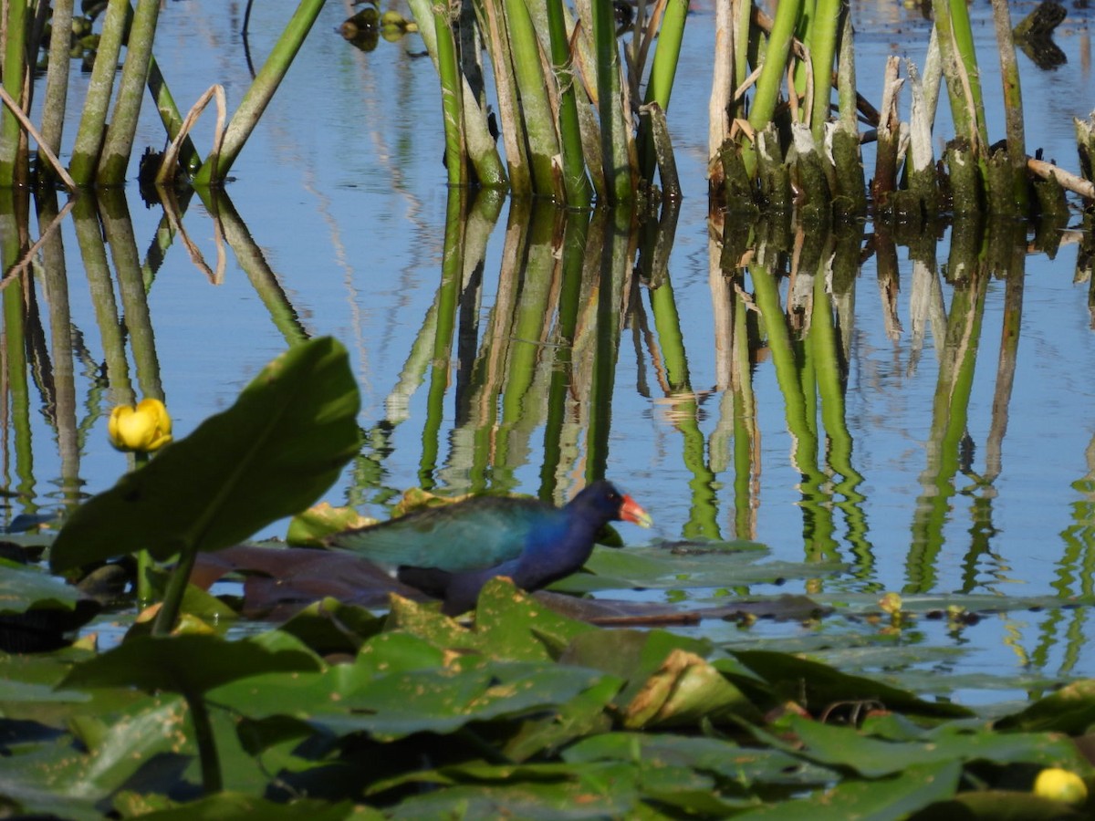 Purple Gallinule - Denise Rychlik