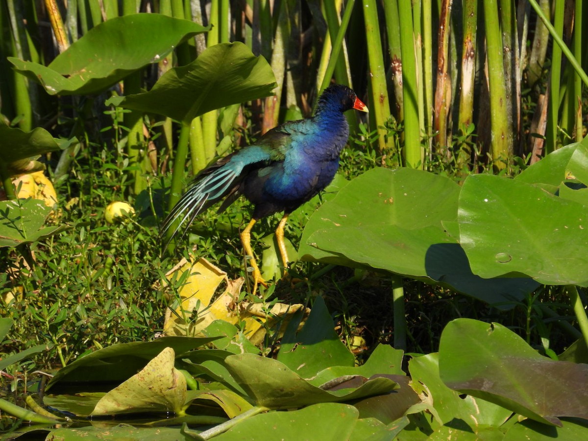 Purple Gallinule - Denise Rychlik