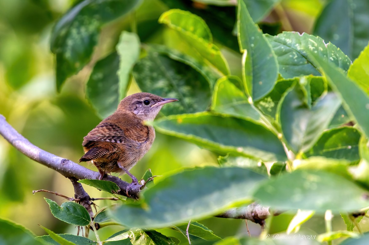 House Wren - Paul Roisen