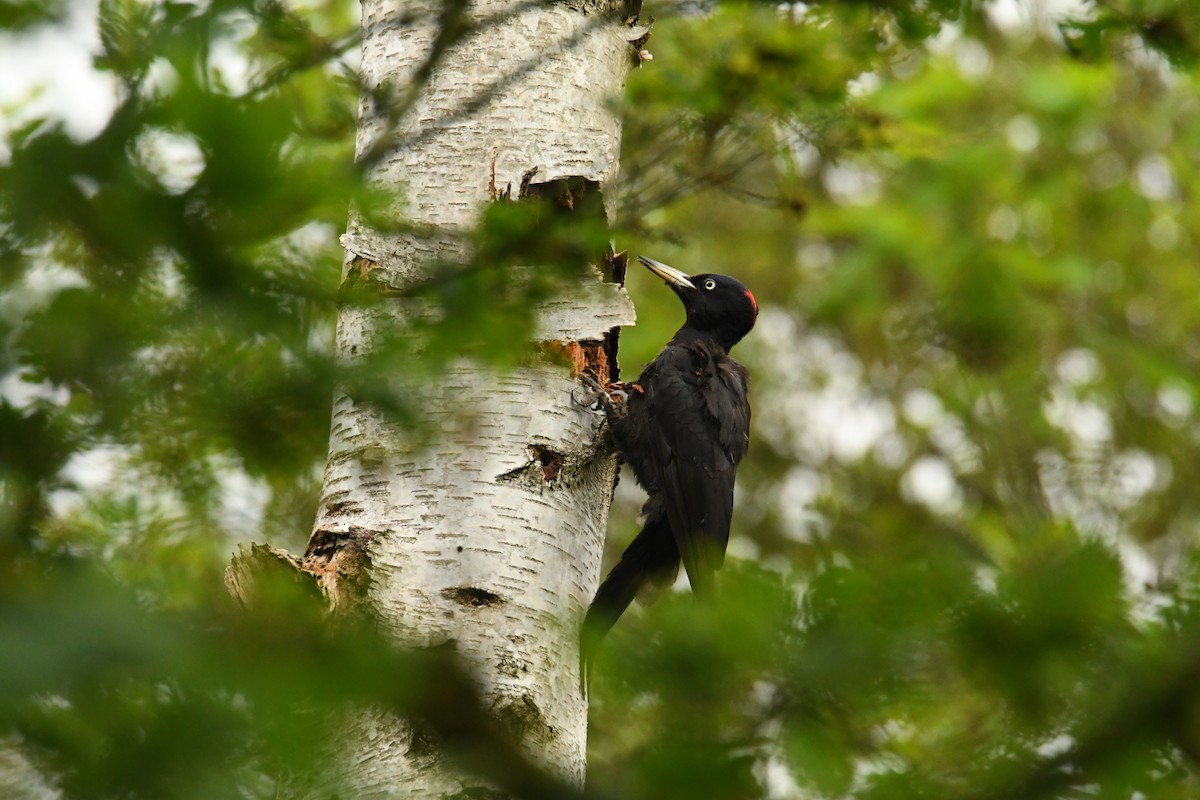 Black Woodpecker - Mayoh DE Vleeschauwer
