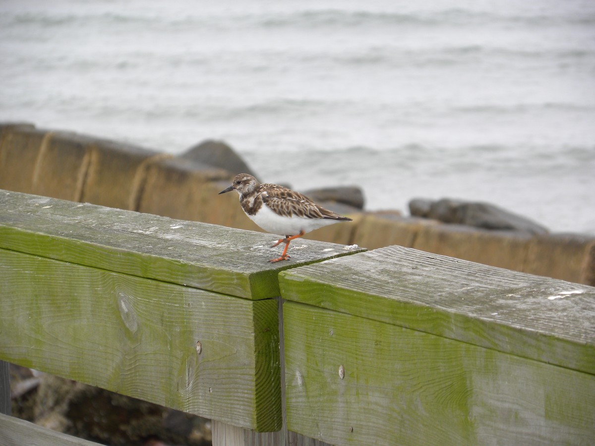 Ruddy Turnstone - Eric Haskell