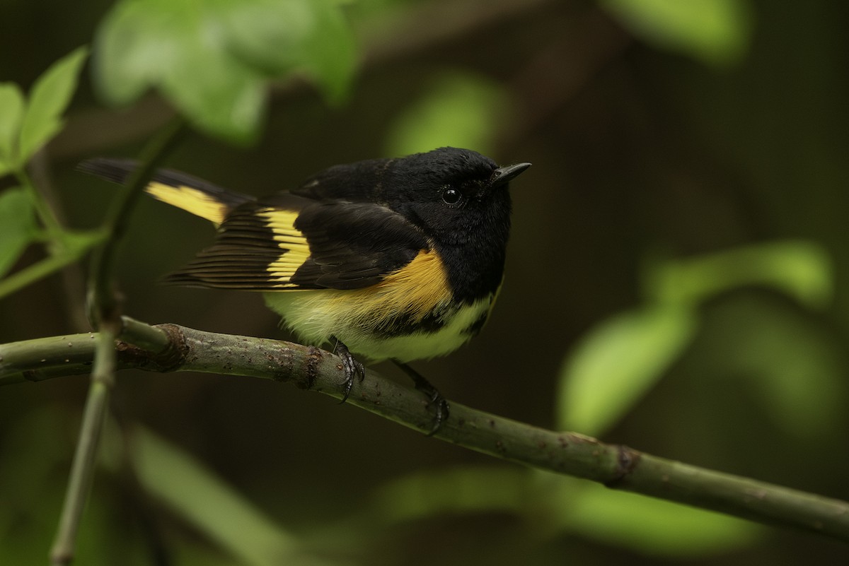 American Redstart - Cam Nikkel