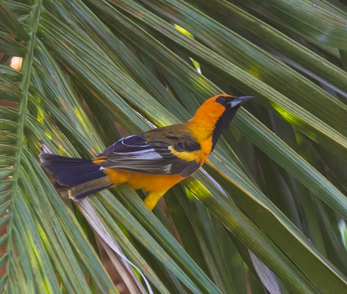 Spot-breasted Oriole - Damon Haan