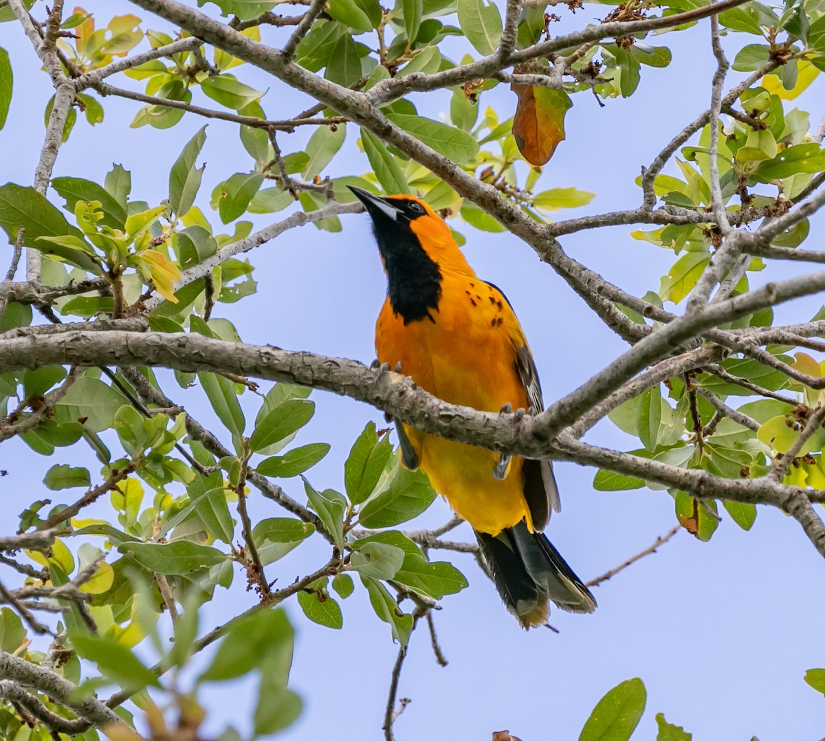 Spot-breasted Oriole - Damon Haan