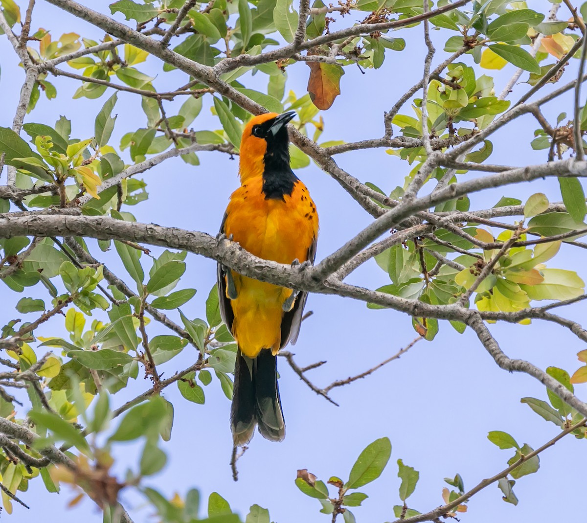 Spot-breasted Oriole - Damon Haan