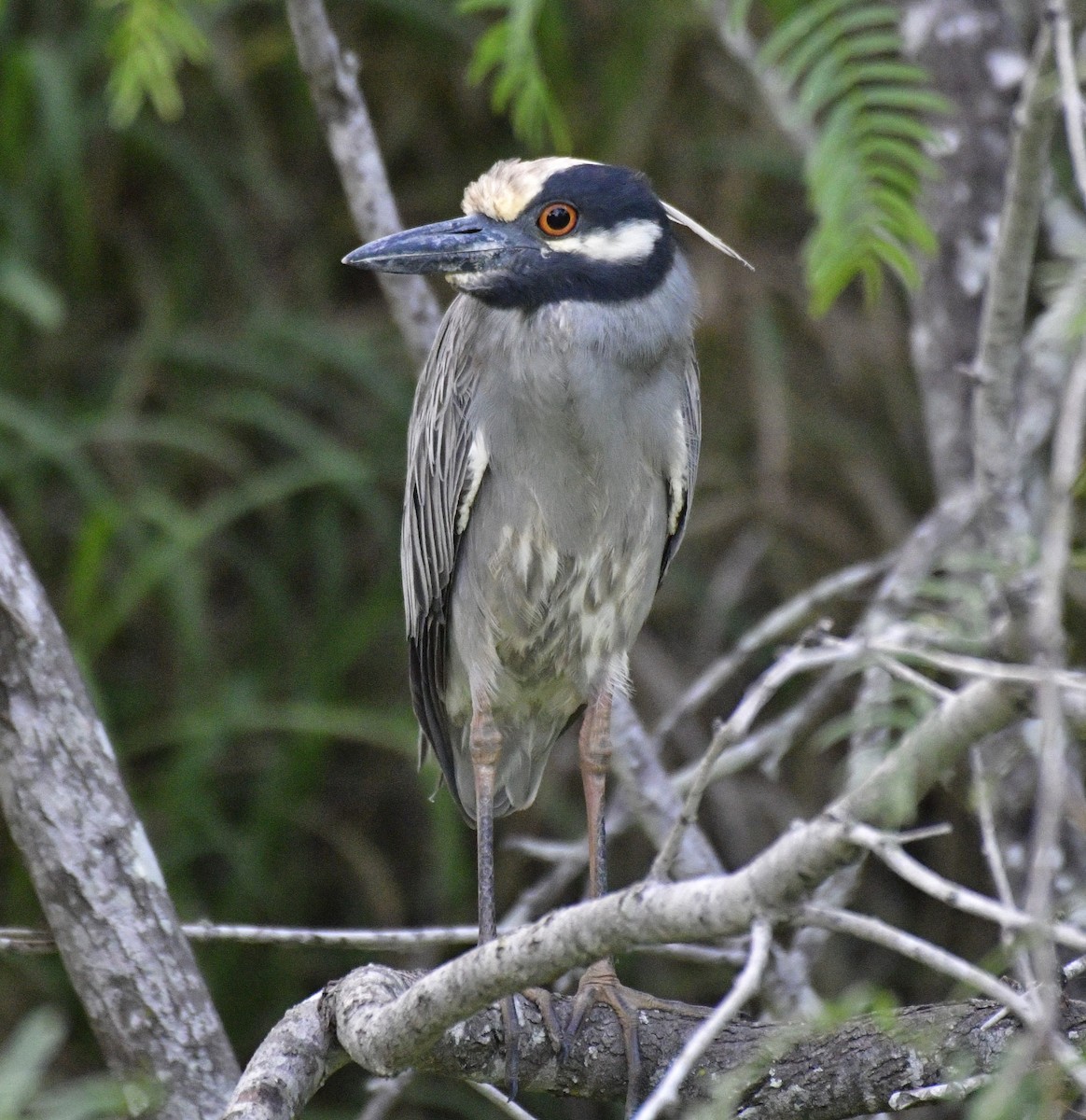 Yellow-crowned Night Heron - Harrison Calvin