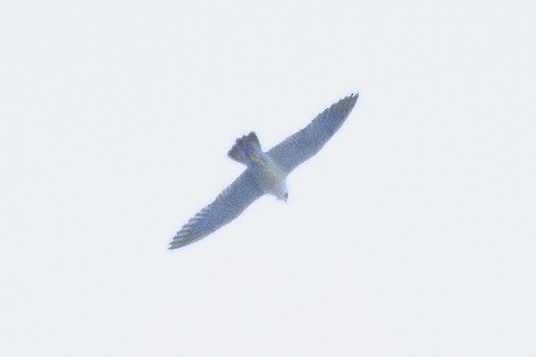 Peregrine Falcon - W Biggs