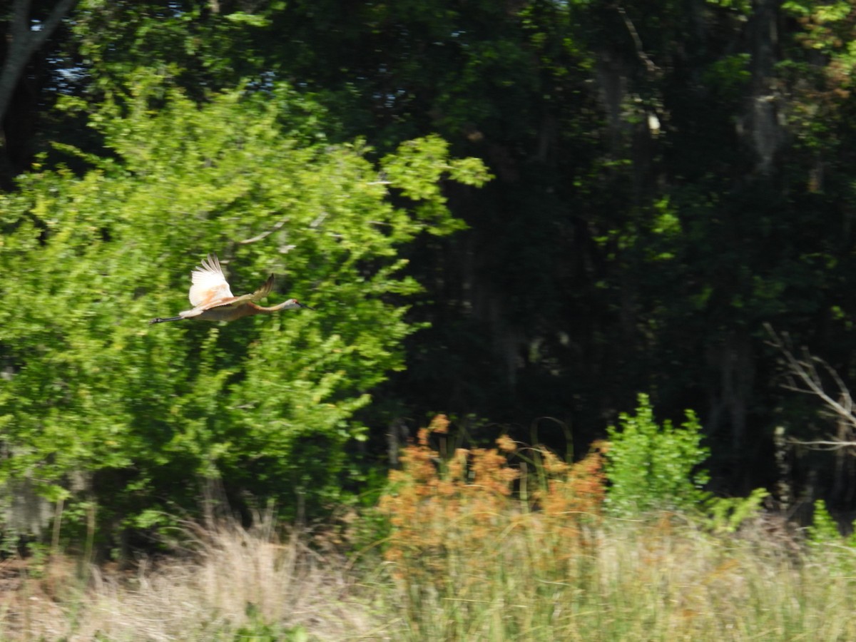 Sandhill Crane - ML619588264