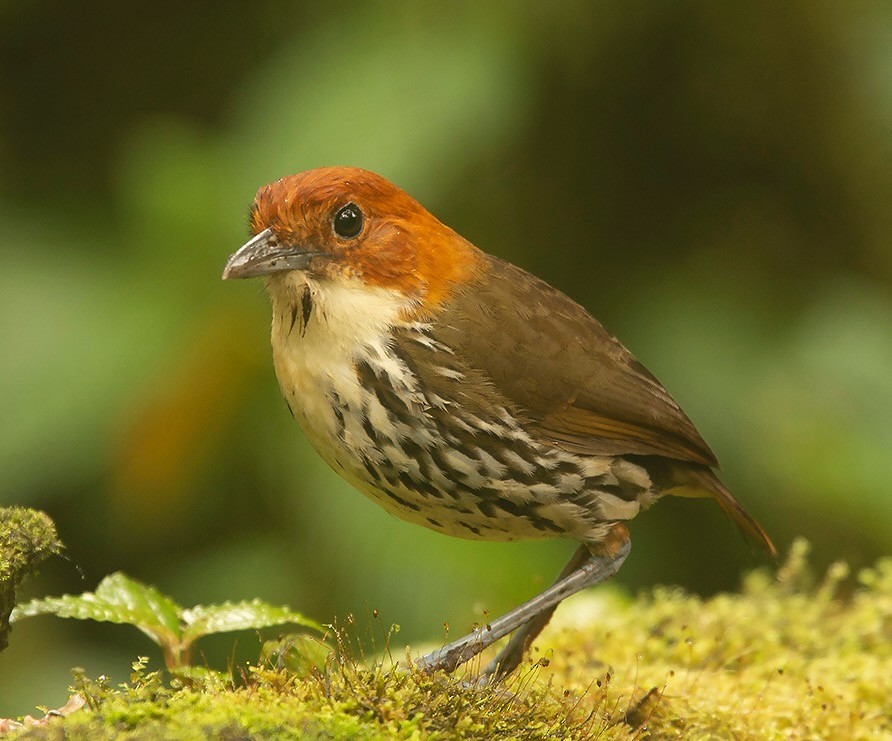 Chestnut-crowned Antpitta - Galo Real