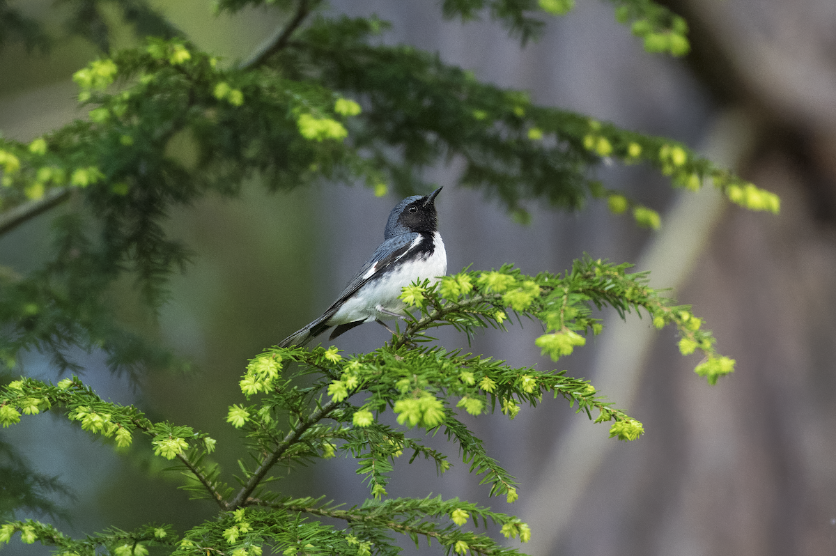 Black-throated Blue Warbler - Mickie V