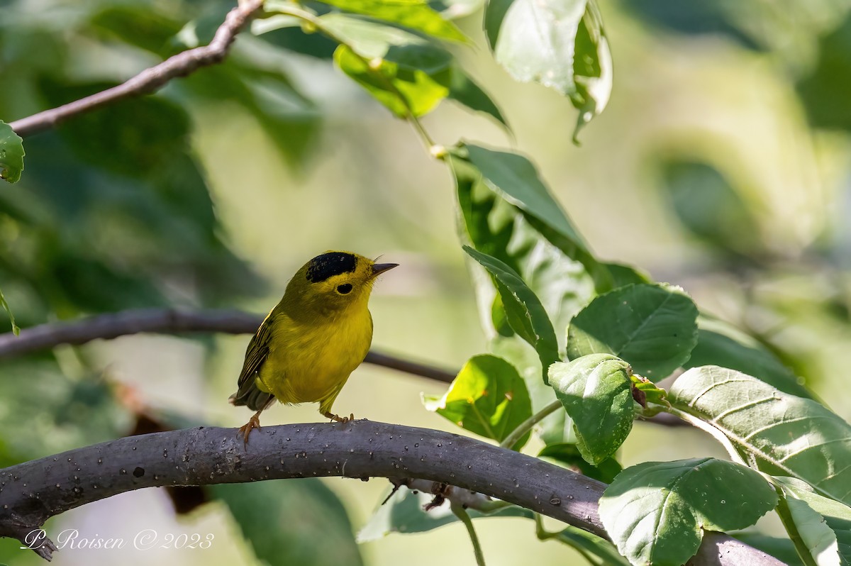 Wilson's Warbler - Paul Roisen