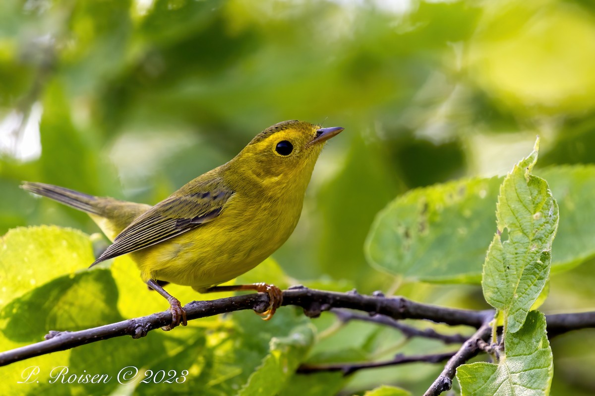 Wilson's Warbler - Paul Roisen