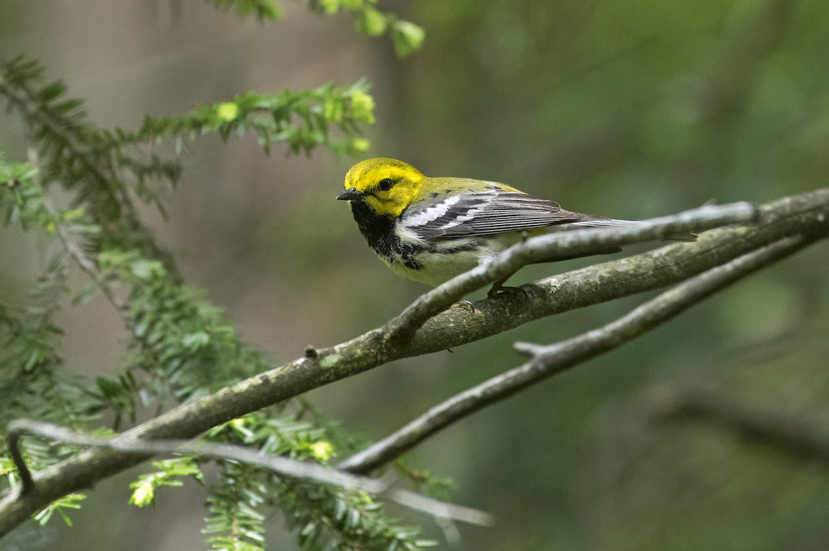 Black-throated Green Warbler - Mickie V