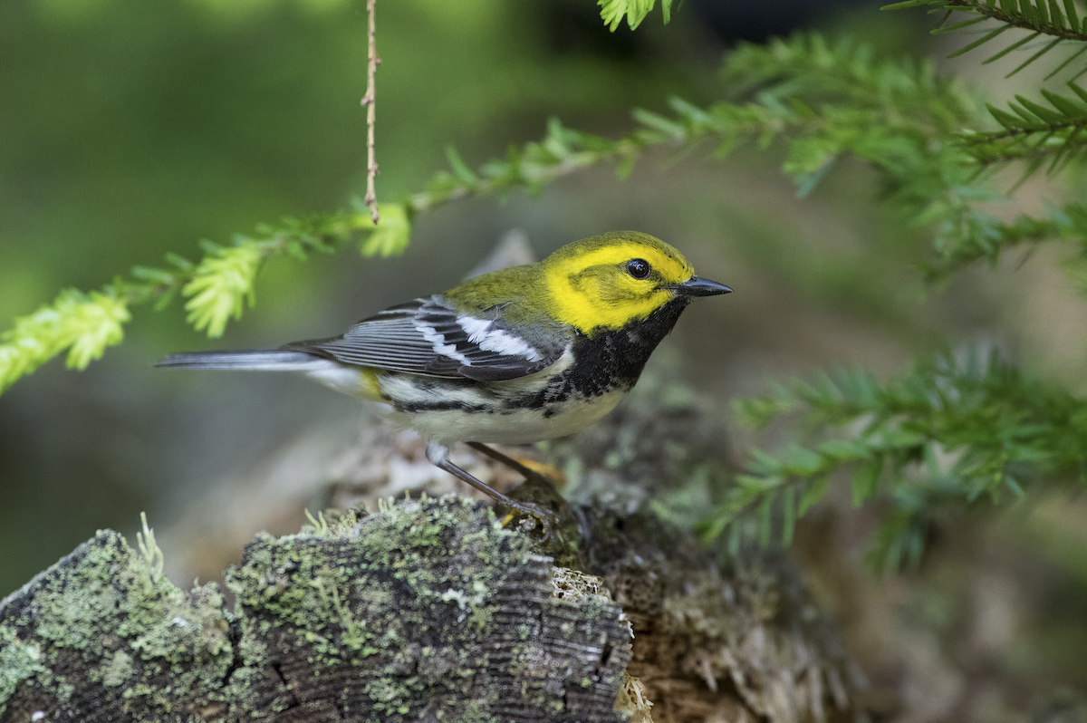 Black-throated Green Warbler - Mickie V