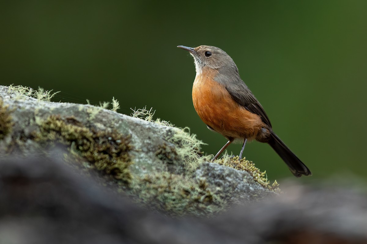 Rockwarbler - JJ Harrison