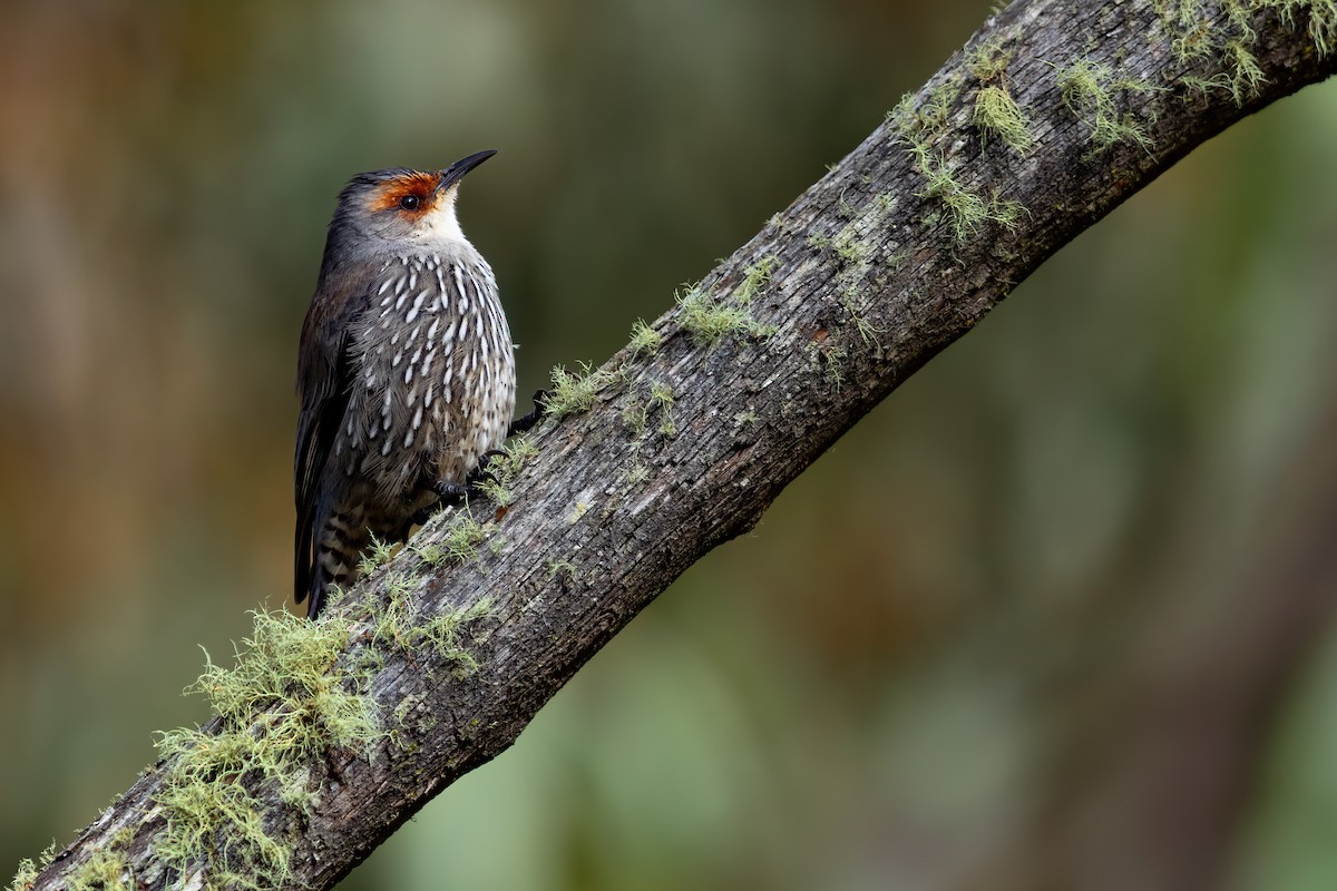 Red-browed Treecreeper - JJ Harrison