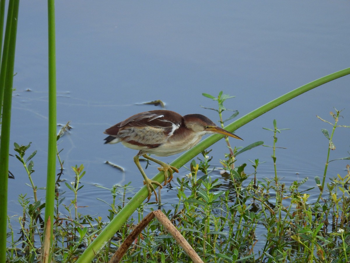 Least Bittern - ML619588294