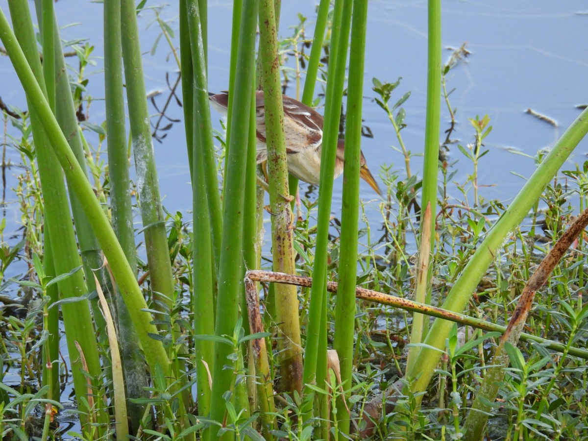 Least Bittern - Denise Rychlik