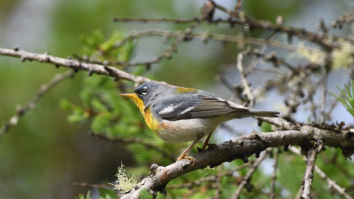 Northern Parula - Marc Poirier