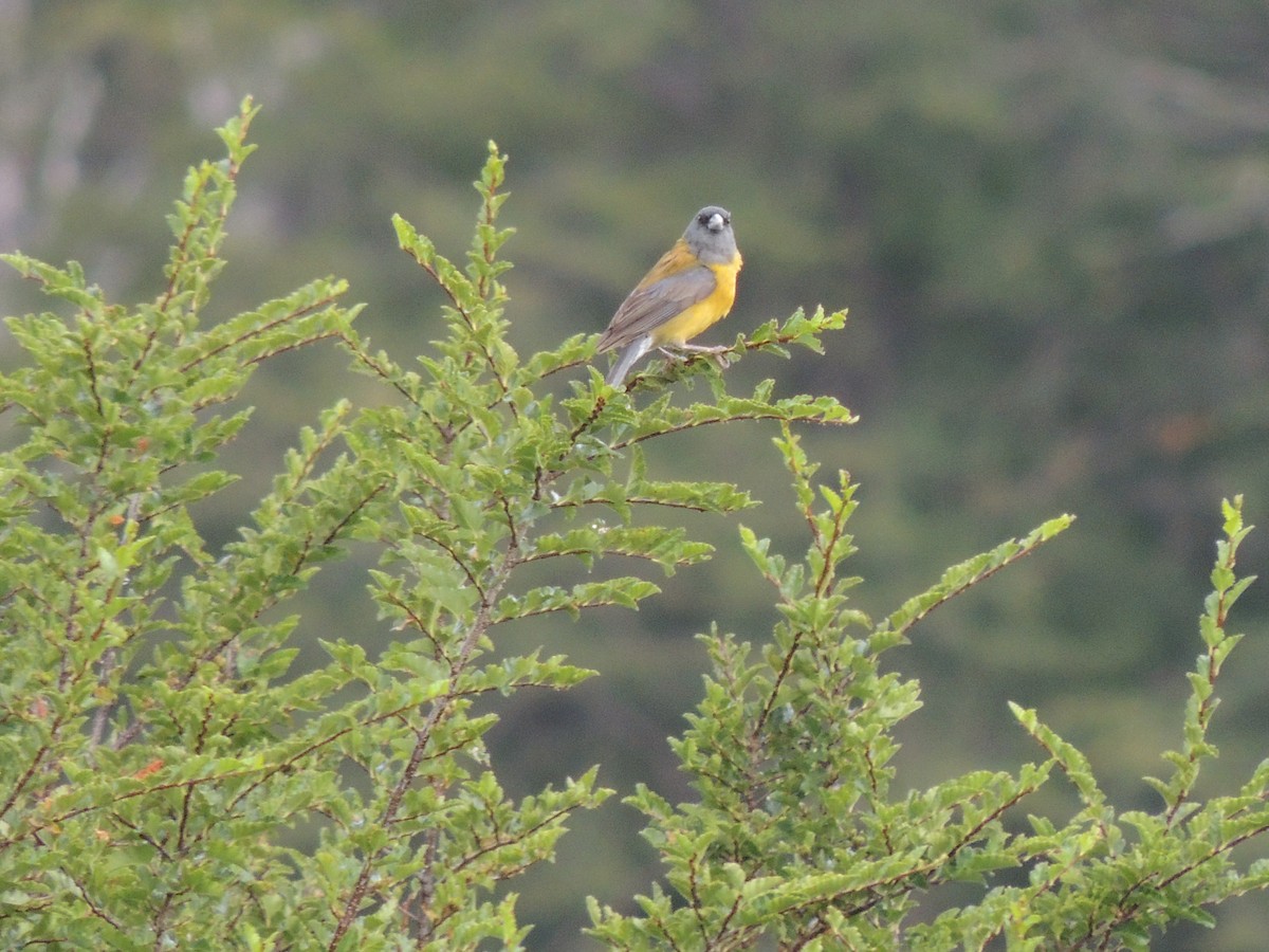 Patagonian Sierra Finch - Silvio Montani