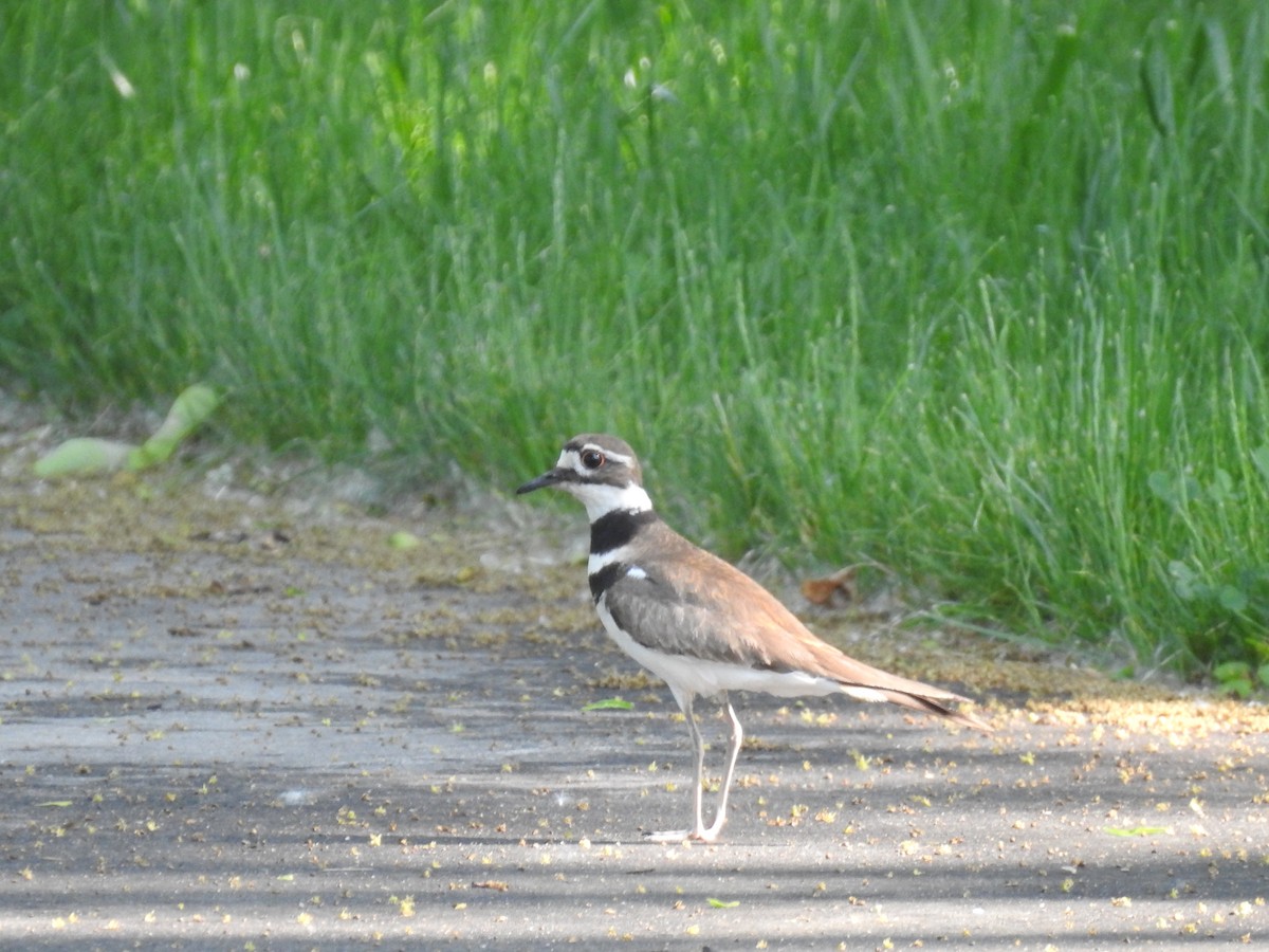 Killdeer - Danielle Hawkins