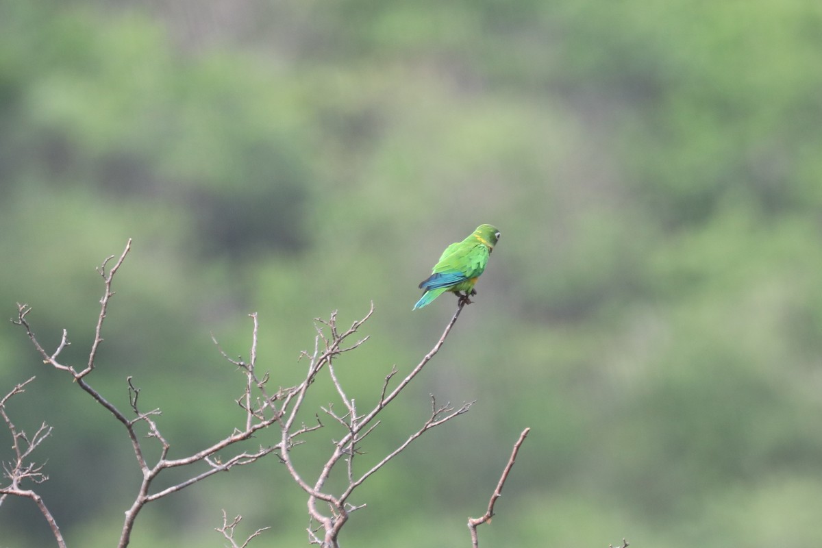 Cactus Parakeet - Stephen Gast