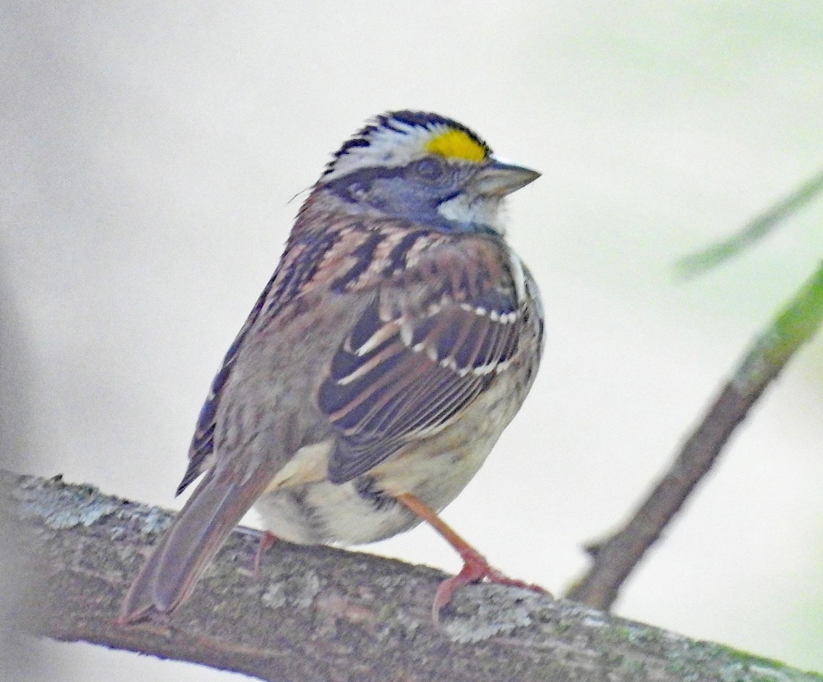 White-throated Sparrow - Don Gorney
