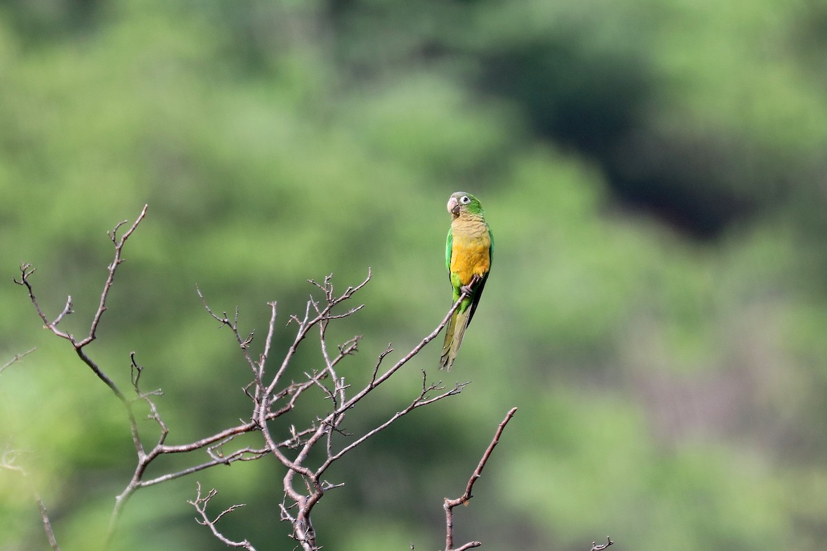 Cactus Parakeet - ML619588326