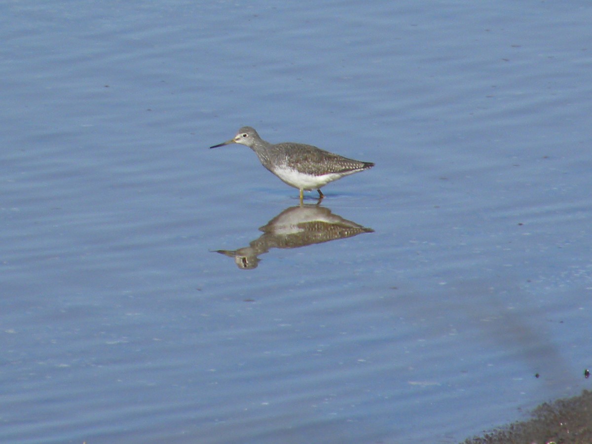 Greater Yellowlegs - Eric Haskell