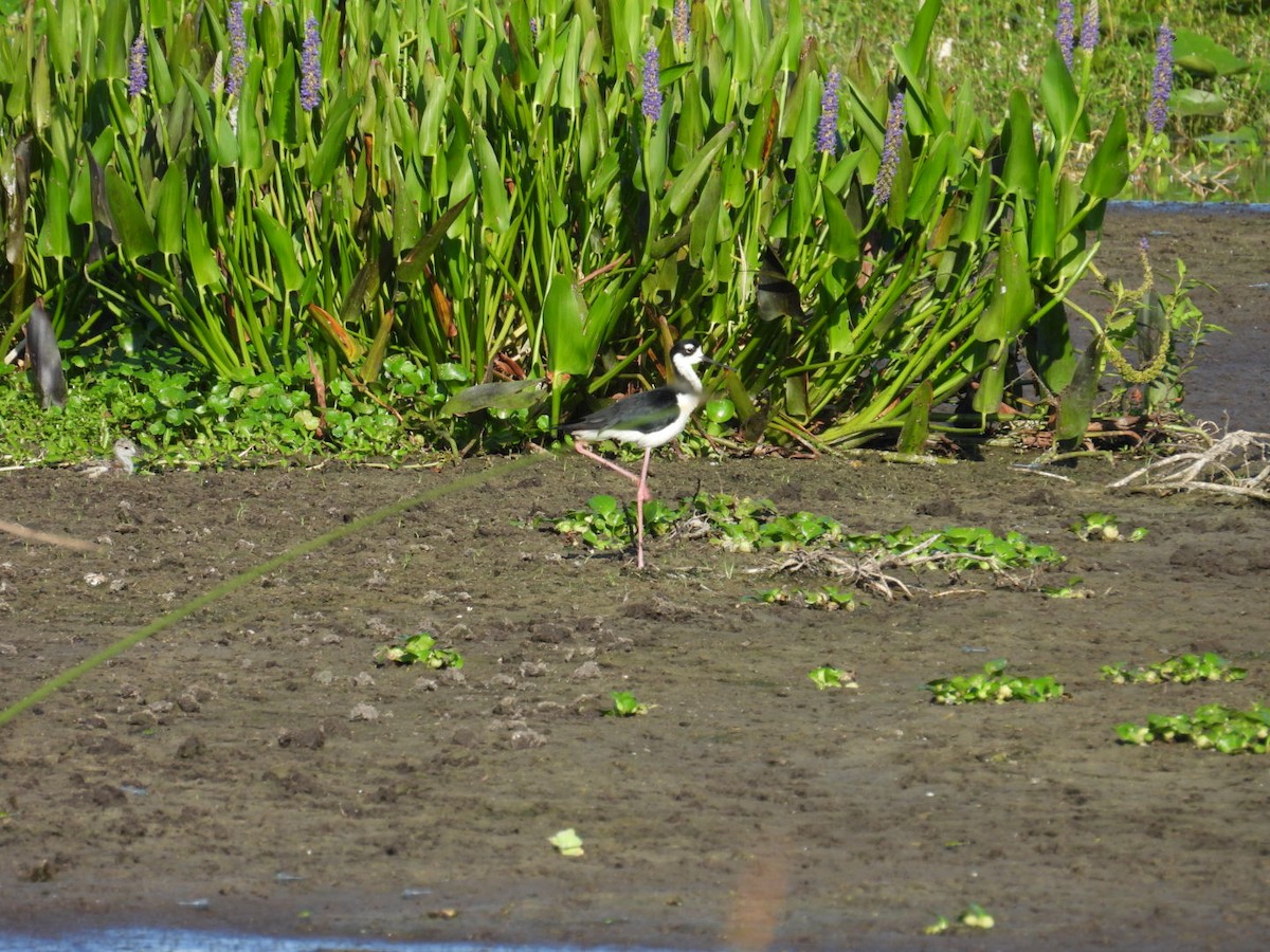 Black-necked Stilt - Denise Rychlik