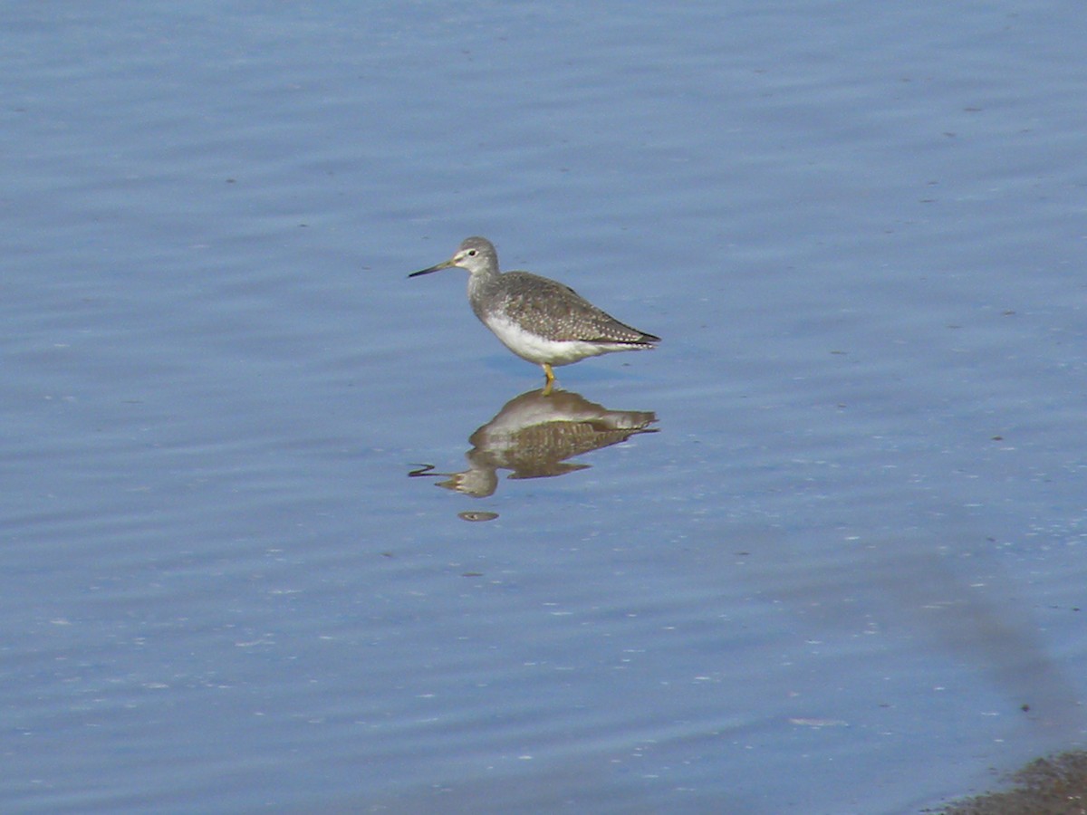 Greater Yellowlegs - Eric Haskell