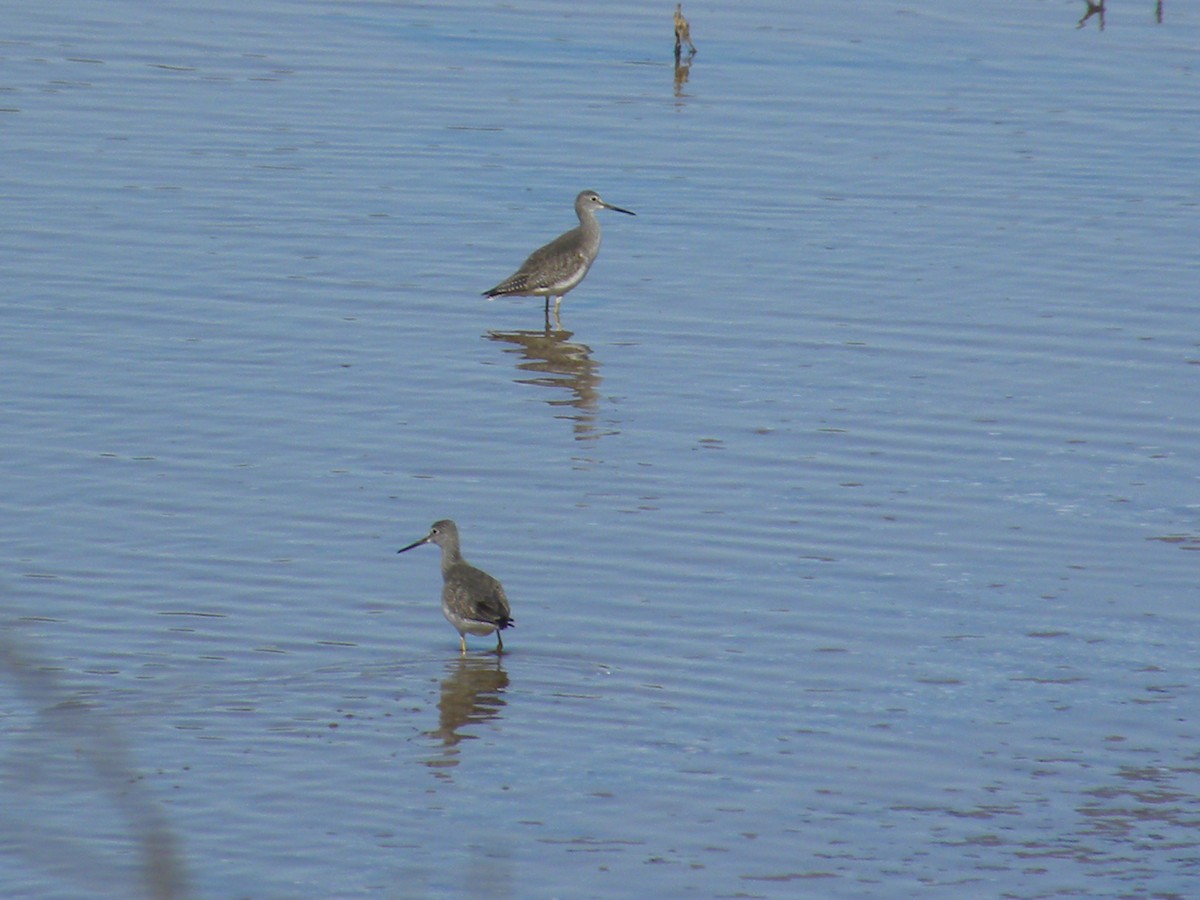 Greater Yellowlegs - Eric Haskell